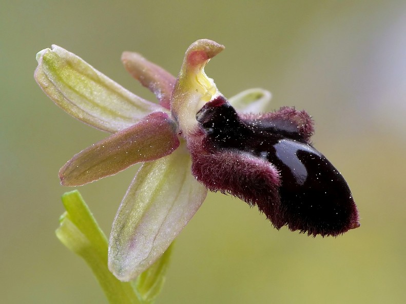 Ophrys promontorii